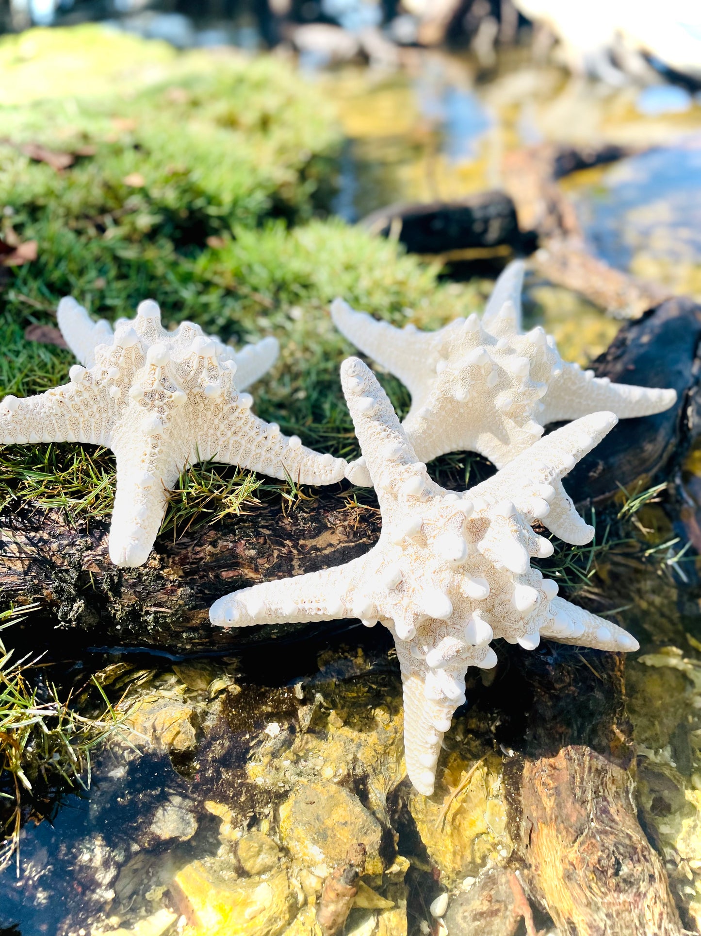 White Knobby Starfish