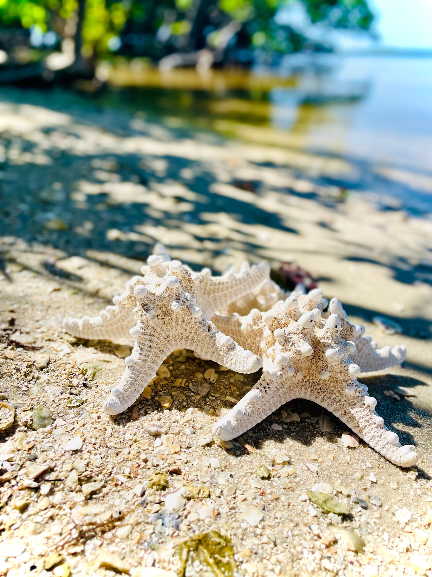 White Knobby Starfish