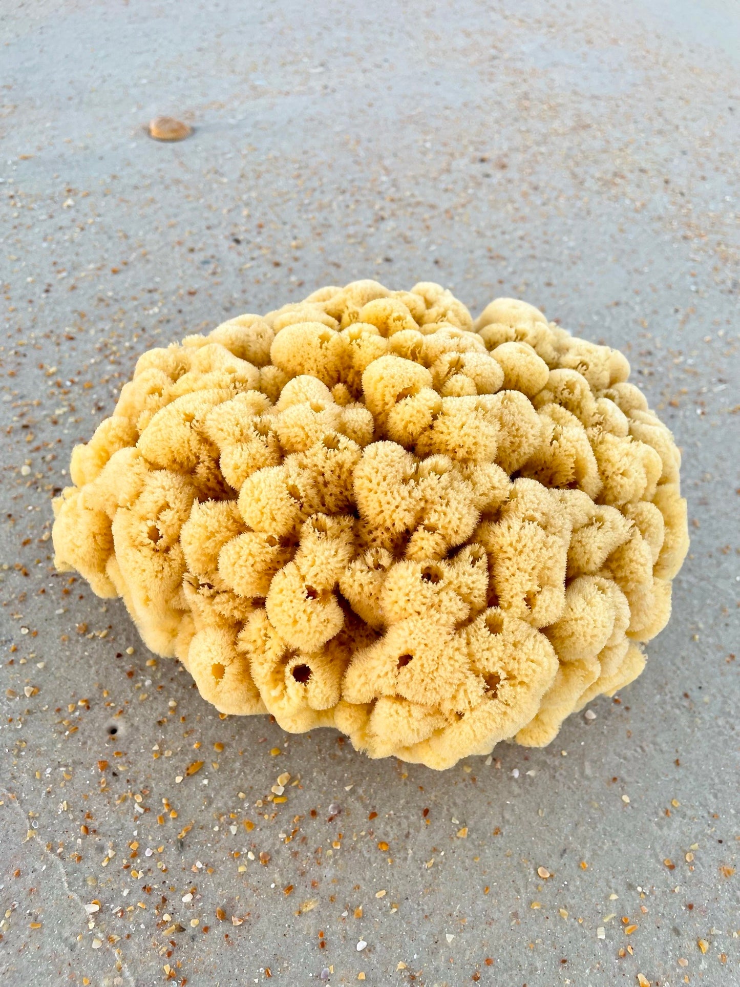 Bath Sea Sponge/Brain Sponge