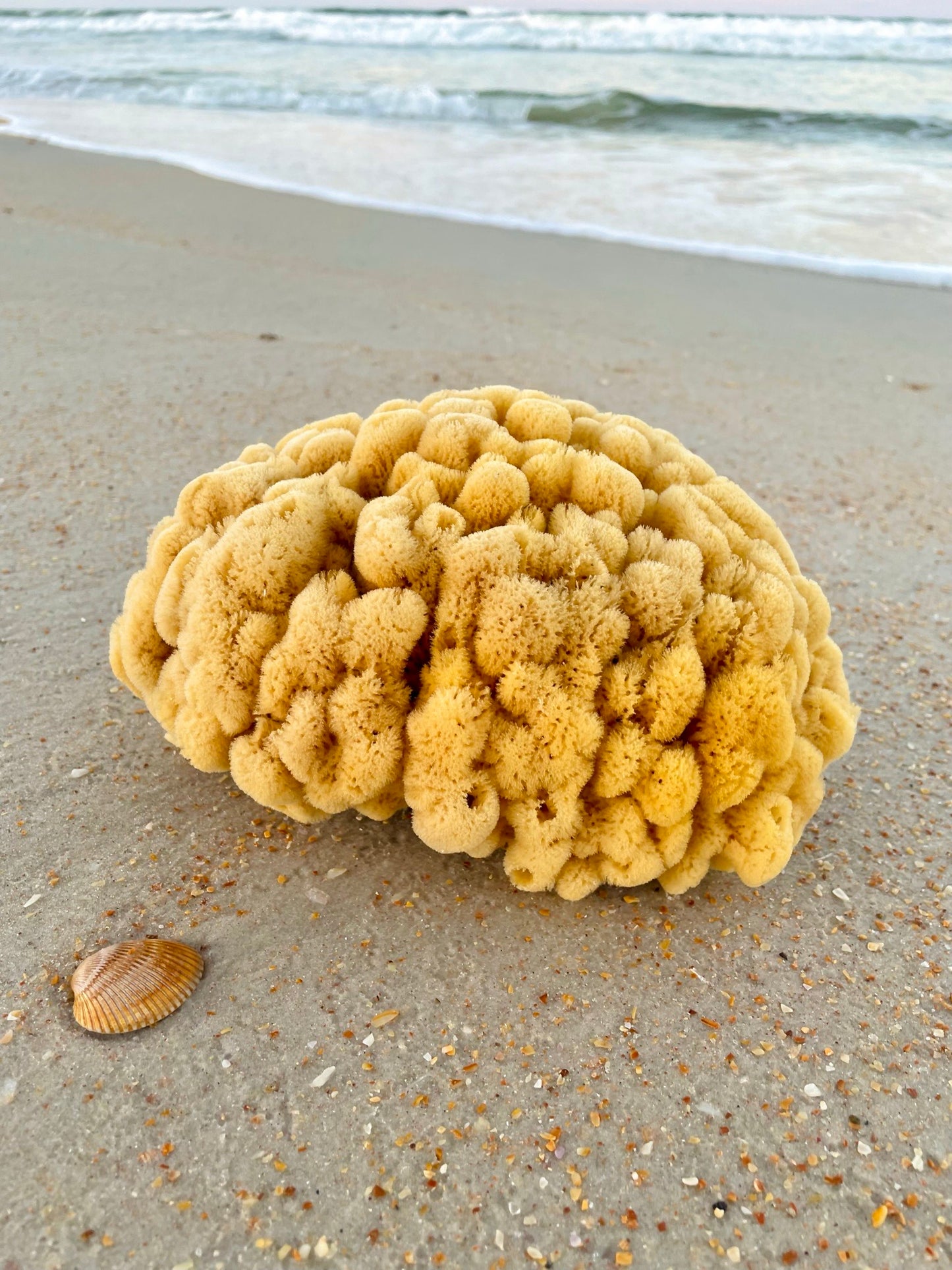 Bath Sea Sponge/Brain Sponge