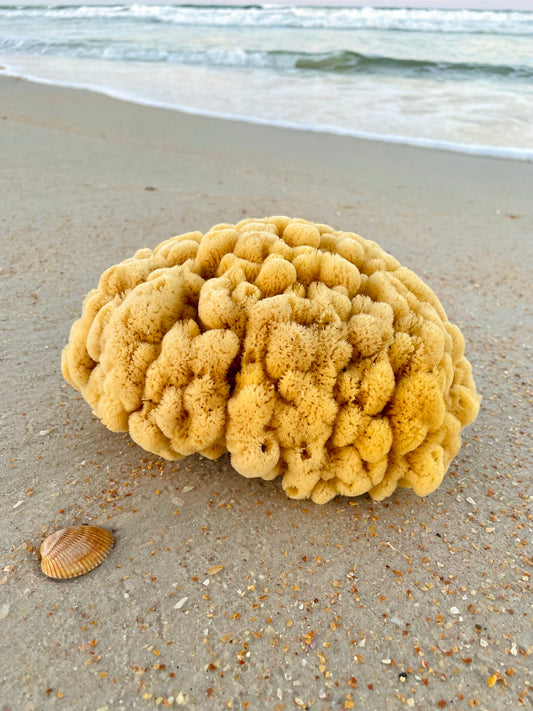 Bath Sea Sponge/Brain Sponge