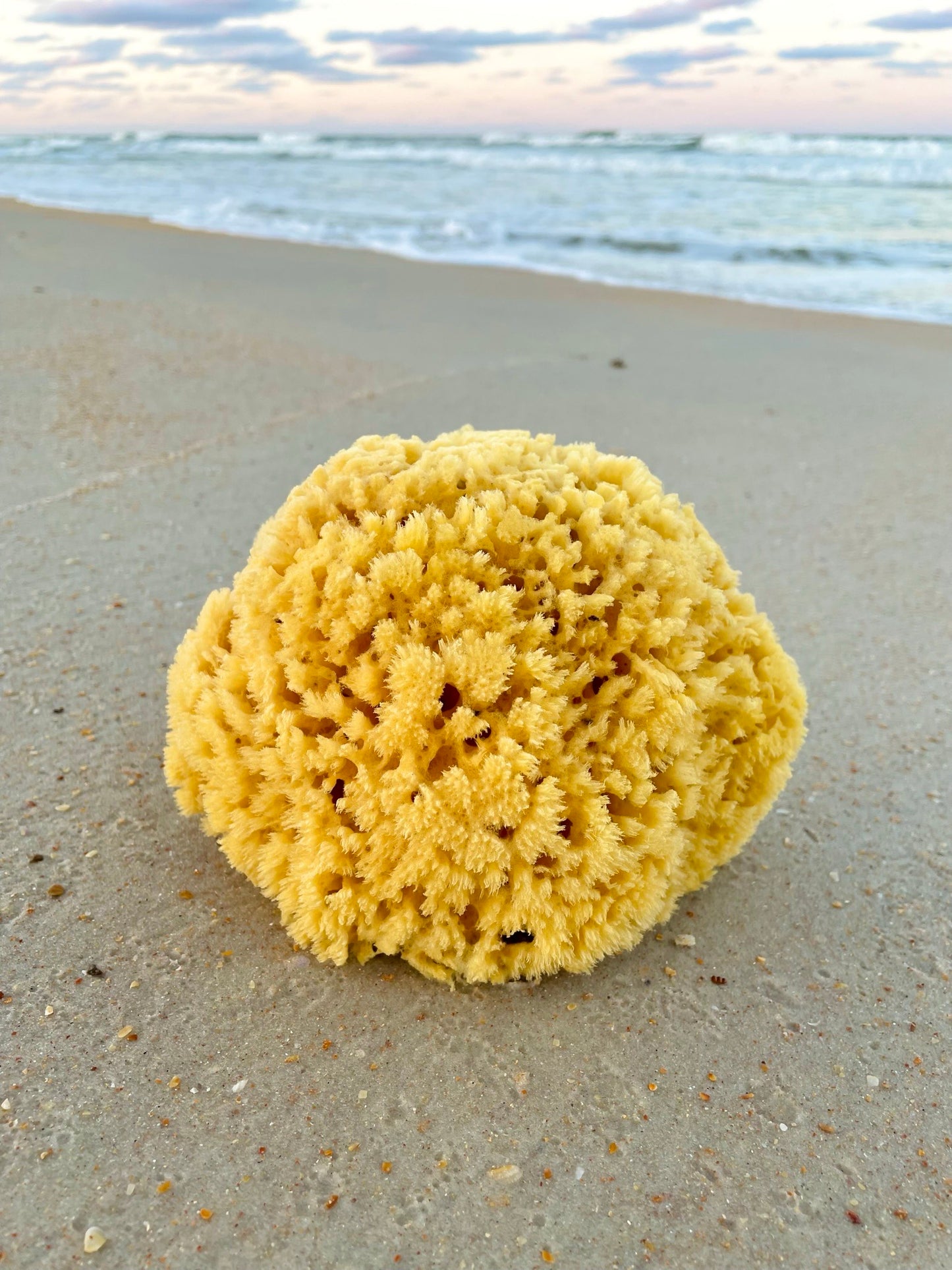 Bath Sea Sponge Large