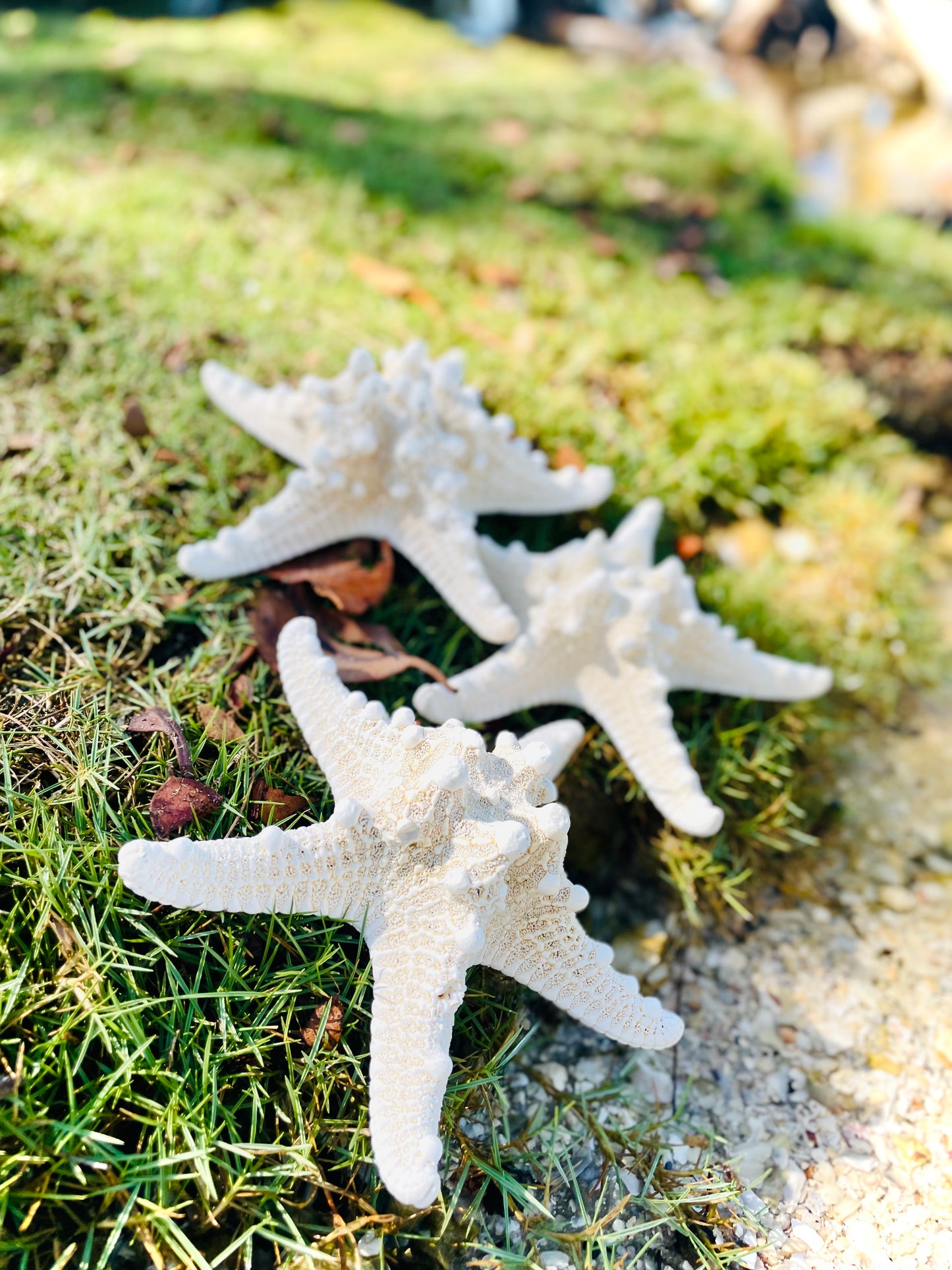 White Knobby Starfish