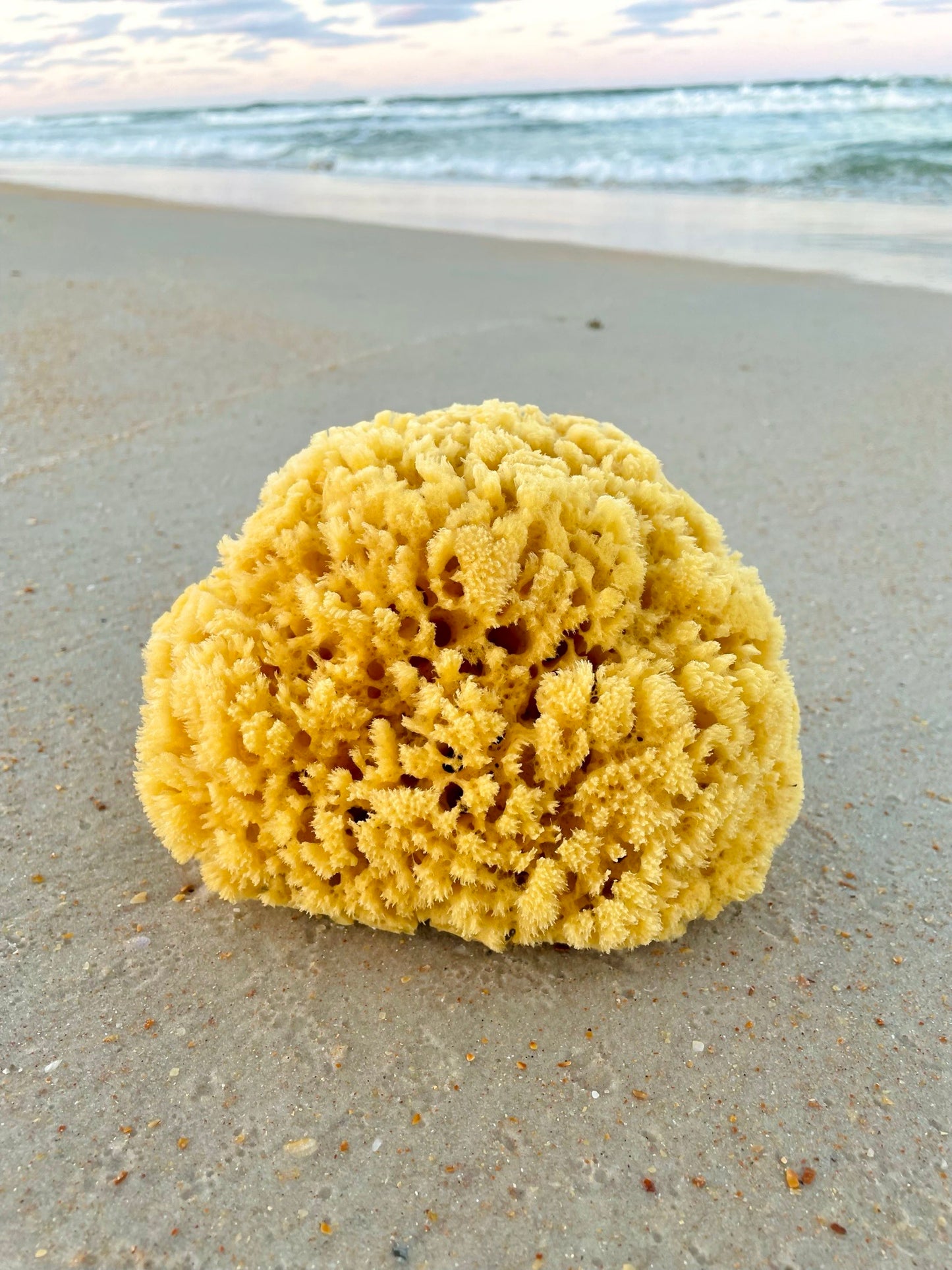 Bath Sea Sponge Large