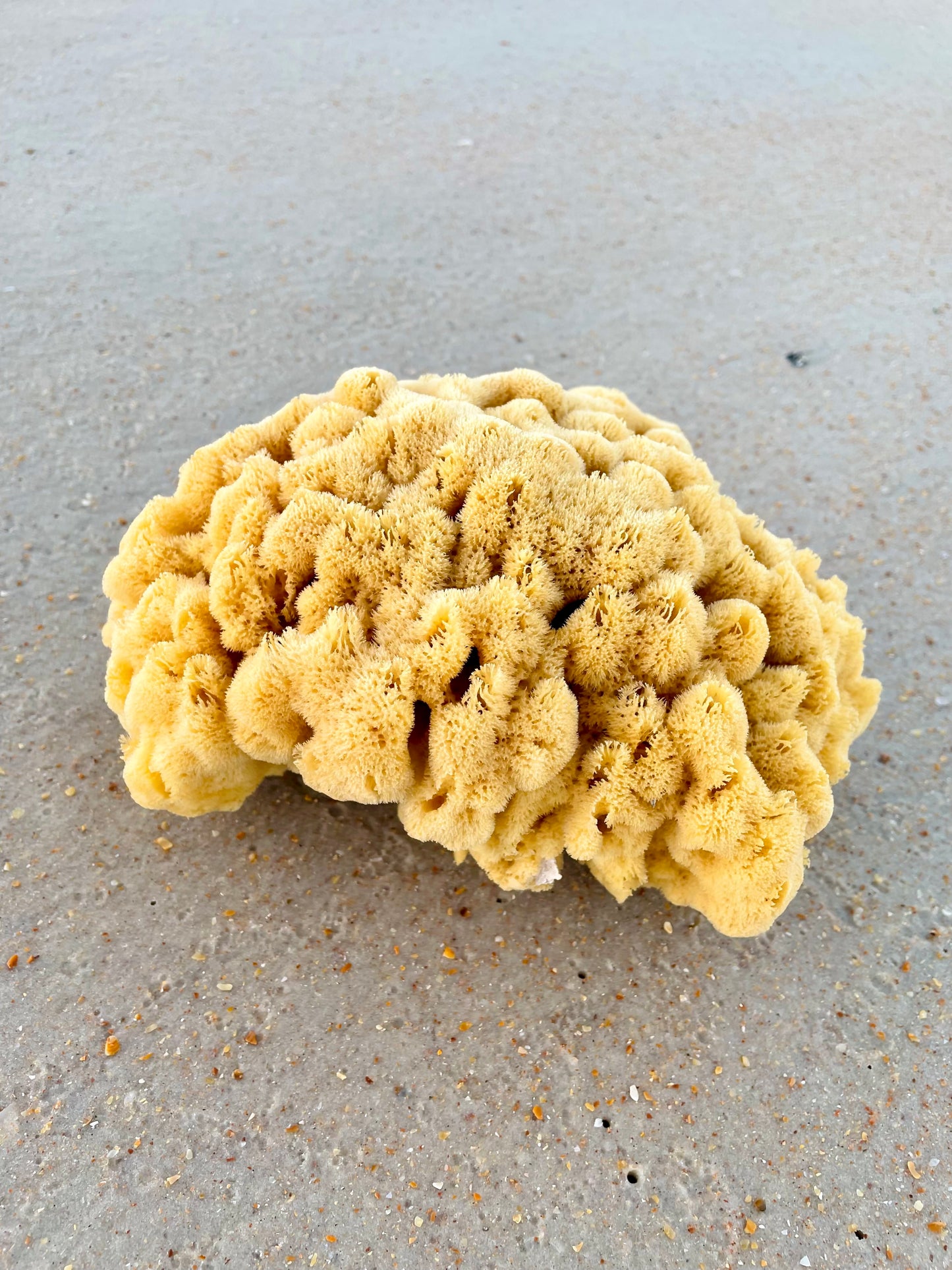 Bath Sea Sponge/Brain Sponge